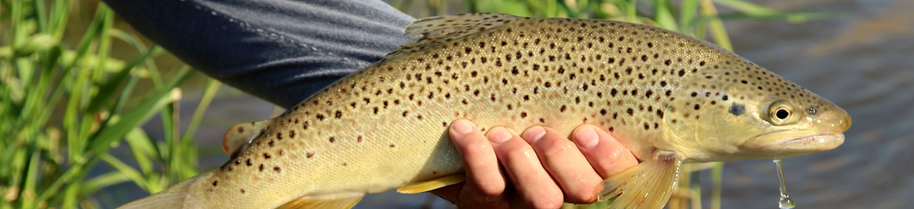 wade_header_brown.jpg