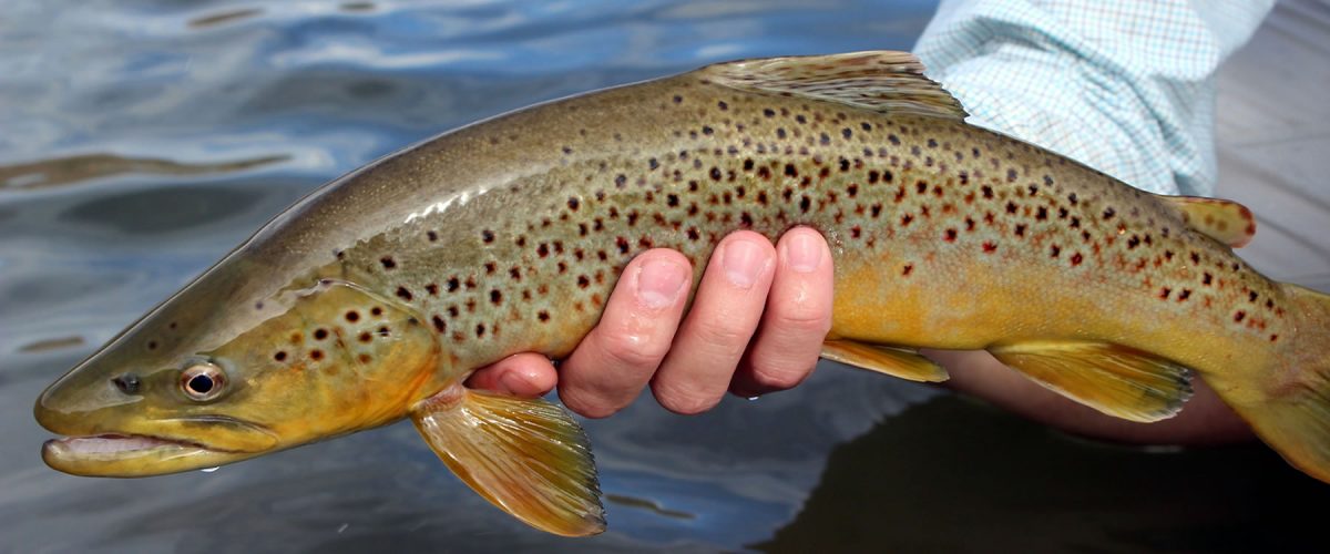 Colorado Fly Fishing Guide Service Aspen Flyfishing