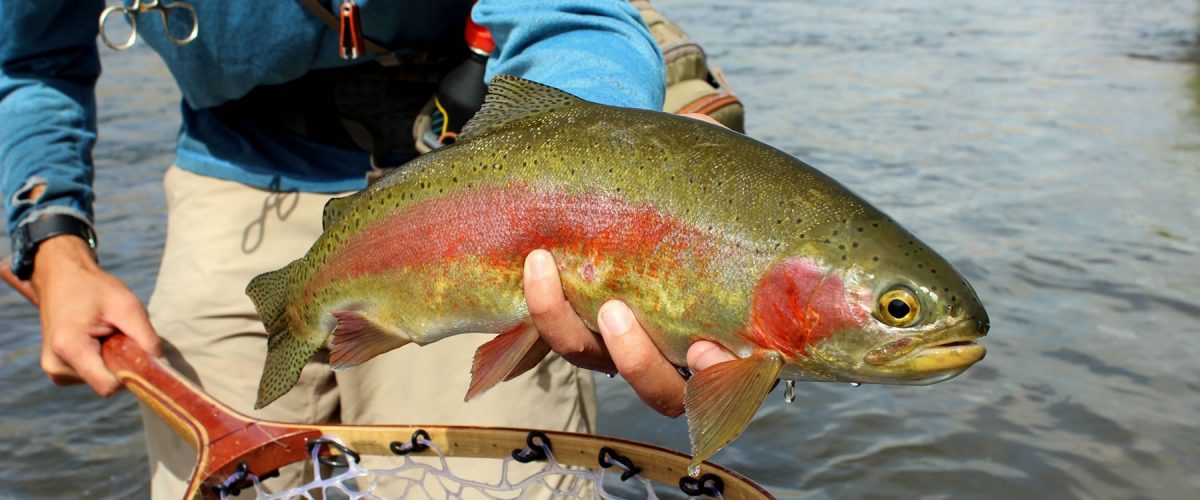 Colorado Fly Fishing Guide Service Aspen Flyfishing